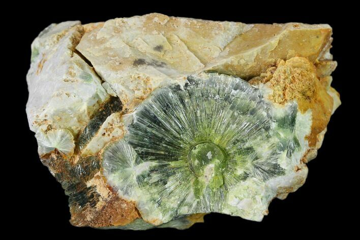 Radiating, Green Wavellite Crystal Aggregation - Arkansas #135973